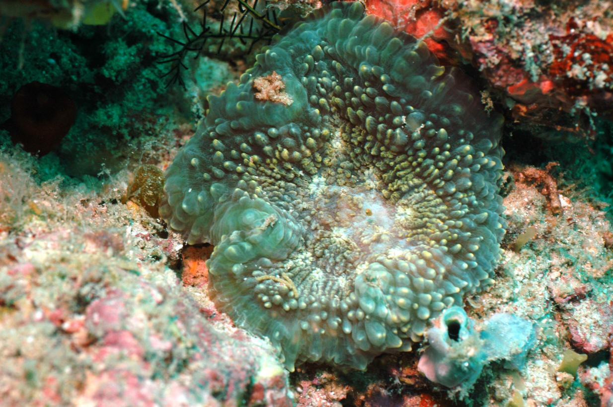 Lobophyllia pachysepta